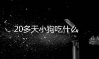 20多天小狗吃什么