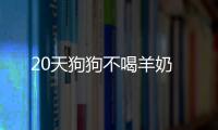 20天狗狗不喝羊奶