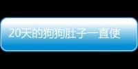 20天的狗狗肚子一直使勁