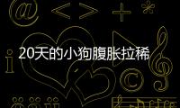 20天的小狗腹脹拉稀