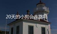 20天的小狗會走路嗎