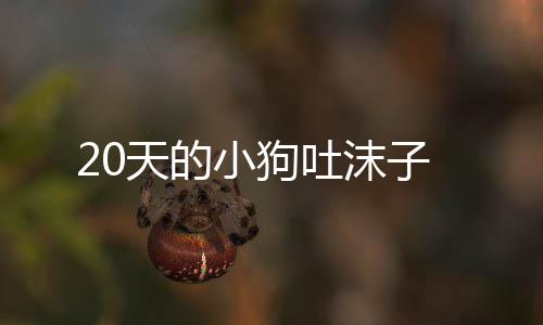 20天的小狗吐沫子