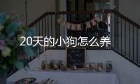 20天的小狗怎么養