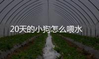 20天的小狗怎么喂水