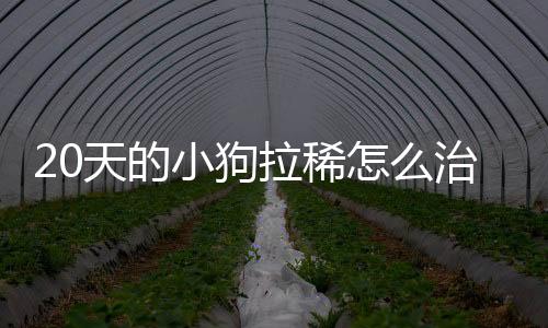 20天的小狗拉稀怎么治
