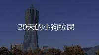 20天的小狗拉屎