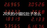 20天的小貓拉肚子怎么辦？20天的小貓拉肚子,感冒怎么辦?