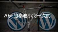 20天的泰迪小狗一次的奶量