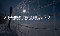 20天奶狗怎么喂養？20多天的小奶狗吃什么