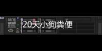 20天小狗糞便