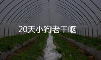20天小狗老干嘔