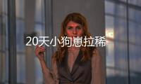 20天小狗崽拉稀