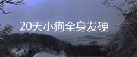 20天小狗全身發硬