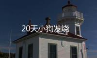 20天小狗發燒