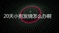 20天小狗發燒怎么辦啊