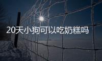 20天小狗可以吃奶糕嗎