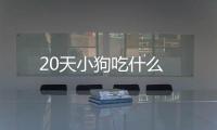 20天小狗吃什么