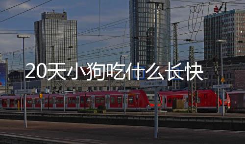 20天小狗吃什么長快