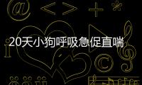 20天小狗呼吸急促直喘