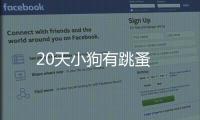 20天小狗有跳蚤