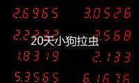 20天小狗拉蟲