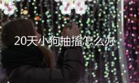 20天小狗抽搐怎么辦