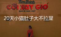 20天小貓肚子大不拉屎怎么辦呢(20天的小貓肚子很大不拉屎)