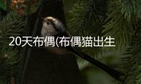 20天布偶(布偶貓出生10天)