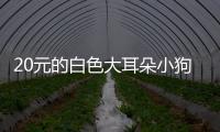 20元的白色大耳朵小狗