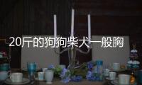 20斤的狗狗柴犬一般胸圍是多少