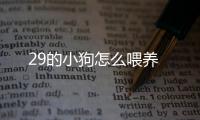 29的小狗怎么喂養(yǎng)