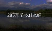 28天狗狗吃什么好