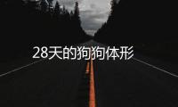 28天的狗狗體形