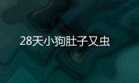 28天小狗肚子又蟲