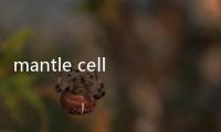 mantle cell lymphoma（mantle）