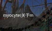 myocyte(關于myocyte簡述)