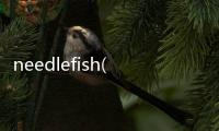 needlefish(關(guān)于needlefish簡述)