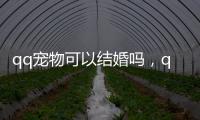 qq寵物可以結婚嗎，qq寵物怎么結婚