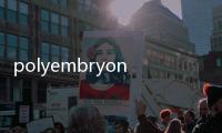 polyembryony(關于polyembryony簡述)