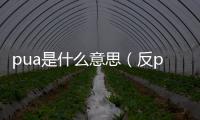 pua是什么意思（反pua是什么意思）