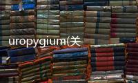 uropygium(關(guān)于uropygium簡述)